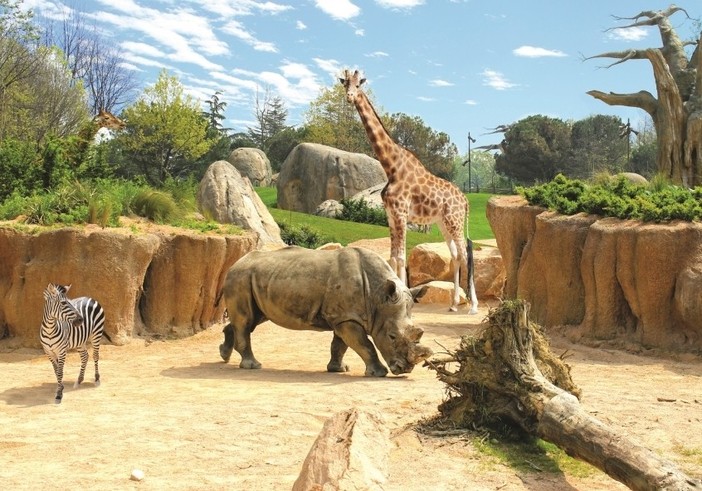 Sant’Albano Stura e Trinità: fino al 31 agosto i residenti potranno visitare gratis il bioparco Zoom di Cumiana Sant’Albano Stura e Trinità: fino al 31 agosto i residenti potranno visitare gratis il bioparco Zoom di Cumiana