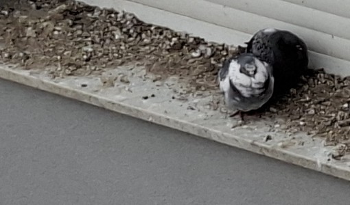 "Costretti a vivere con le tende abbassate per colpa dei piccioni": l'appello di un lettore esasperato