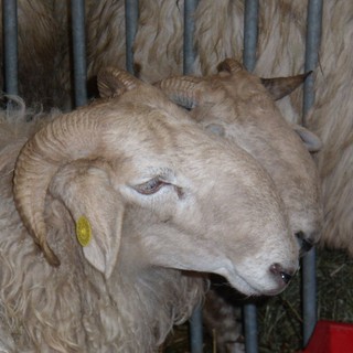 La “Mostra interprovinciale ovini di razza frabosana-roaschina” è annullata