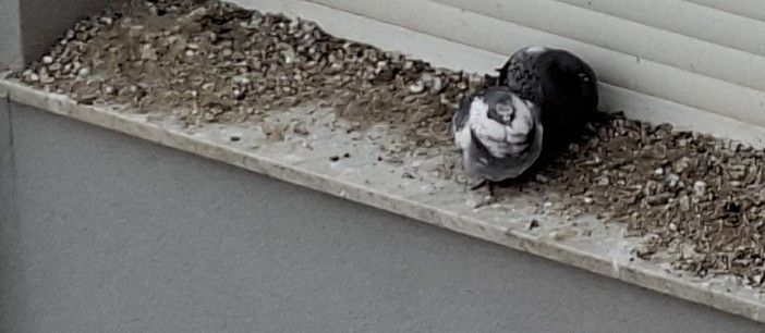 "Costretti a vivere con le tende abbassate per colpa dei piccioni": l'appello di un lettore esasperato