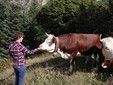 Martina accarezza una mucca in alpeggio