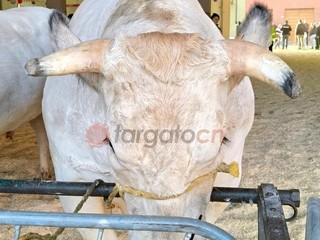 Il paese torna a essere capitale della zootecnia piemontese e custode di un’eredità che non smette di affascinare Il paese torna a essere capitale della zootecnia piemontese e custode di un’eredità che non smette di affascinare