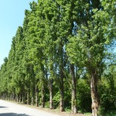 Italia Nostra dice "no" all’abbattimento dei pioppi cipressini che mascherano la zona artigianale di Montà Italia Nostra dice "no" all’abbattimento dei pioppi cipressini che mascherano la zona artigianale di Montà