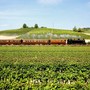 Treni storici, in autunno la linea Milano-Alba per la stagione del tartufo Treni storici, in autunno la linea Milano-Alba per la stagione del tartufo