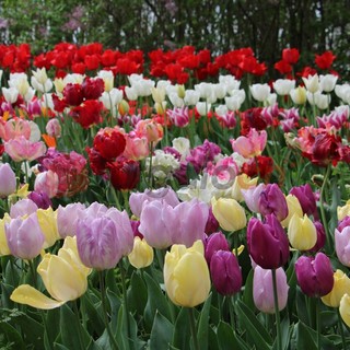 Messer Tulipano torna a colorare le città di Cuneo e Alba Messer Tulipano torna a colorare le città di Cuneo e Alba