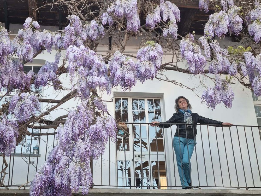 Glicine in fiore in via Mendicità, a Bra
