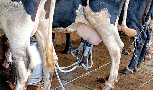 Comparto latte a rischio recessione, prezzi in caduta. Confagricoltura Piemonte chiede tavolo allargato Comparto latte a rischio recessione, prezzi in caduta. Confagricoltura Piemonte chiede tavolo allargato