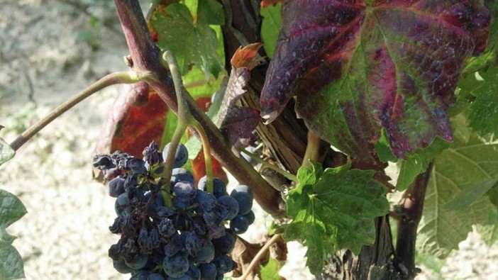 Flavescenza dorata e tignole della vite: a Dogliani si parla di monitoraggi e strategie di difesa per la vitivinicoltura del territorio Flavescenza dorata e tignole della vite: a Dogliani si parla di monitoraggi e strategie di difesa per la vitivinicoltura del territorio