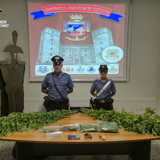 Fossano, 69enne agli arresti per coltivazione e detenzione di marijuana ai fini di spaccio