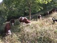 Le mucche di razza Valdostana in alpeggio