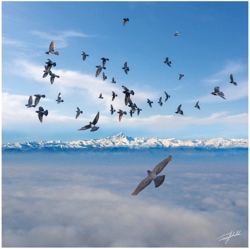 Stormo di colombi in volo sopra le nuvole, immortalato dal fotografo Tino Gerbaldo