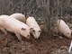 Zootecnia: stop speculazioni su carne suina, interviene la Lega