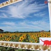 A Farigliano torna la "Notte gialla", in attesa della fioritura dei girasoli