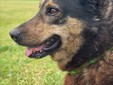 Amici a 4 zampe della Casa di Freddy a Busca Amici a 4 zampe della Casa di Freddy a Busca