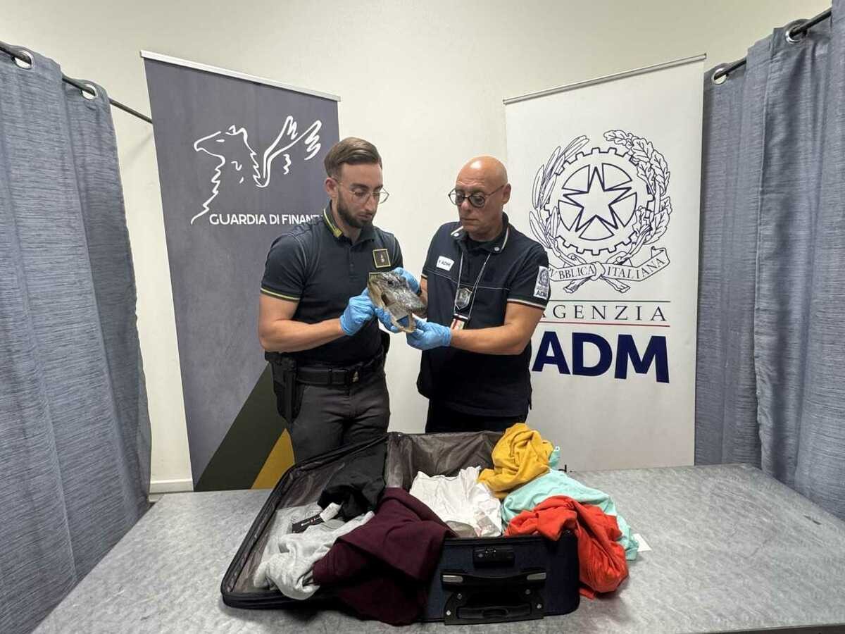 Sorpresa ai controlli doganali a Caselle, viaggiava da Miami con la testa di un coccodrillo