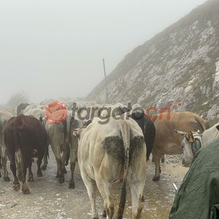 "Caluma el vache": a Prato Nevoso la festa per la discesa delle mandrie e dei malgari dagli alpeggi [FOTO E VIDEO]