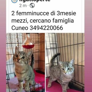 Il gatto per te micette in adozione