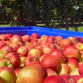 Mela Rossa di Cuneo IGP: territorio e cooperazione dietro un’eccellenza piemontese Mela Rossa di Cuneo IGP: territorio e cooperazione dietro un’eccellenza piemontese