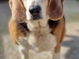 Amici a 4 zampe della Casa di Freddy a Busca Amici a 4 zampe della Casa di Freddy a Busca