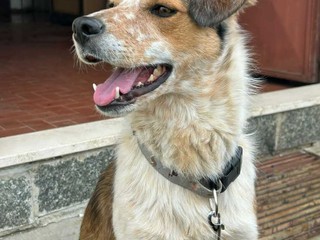 Amici a 4 zampe della Casa di Freddy a Busca Amici a 4 zampe della Casa di Freddy a Busca