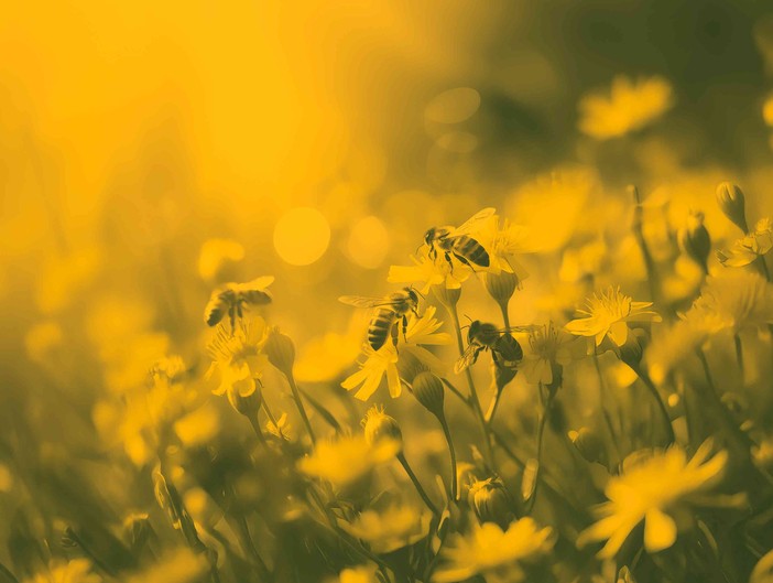 Immagine di repertorio Immagine di repertorio