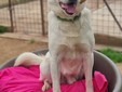 Amici a 4 zampe della Casa di Freddy a Busca Amici a 4 zampe della Casa di Freddy a Busca