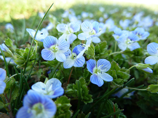 Veronica persica o Occhi della Madonna, una leggenda dietro il fiore