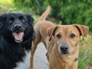 Amici a 4 zampe della Casa di Freddy a Busca Amici a 4 zampe della Casa di Freddy a Busca