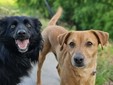 Amici a 4 zampe della Casa di Freddy a Busca Amici a 4 zampe della Casa di Freddy a Busca
