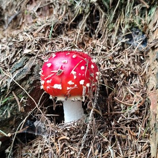 Un esemplare di Amanita Muscaria, non commestibile