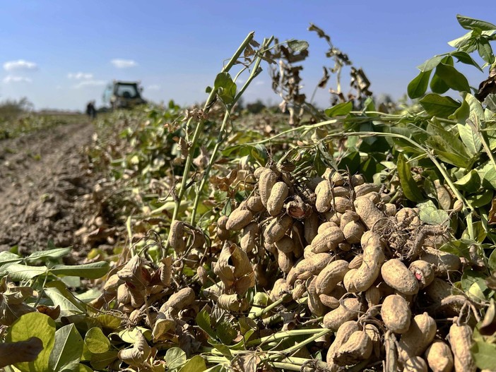Boom in Granda per noci, mandorle e arachidi: il cambiamento climatico premia colture innovative
