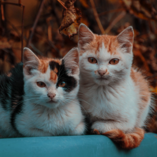 Pasqua solidale al gattile di Alba: uova di cioccolato per aiutare gli animali in difficoltà Pasqua solidale al gattile di Alba: uova di cioccolato per aiutare gli animali in difficoltà