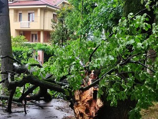 Albero caduto in Viale Angeli a Cuneo (Diego Pollutro da Facebook) Albero caduto in Viale Angeli a Cuneo (Diego Pollutro da Facebook)