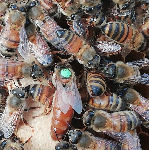 Foto di Antonio Piumatti, apicoltore di Bra