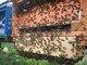 Moria della api e miele in calo: Uncem Piemonte al fianco di Aspromiele per chiedere maggior sostegno al settore