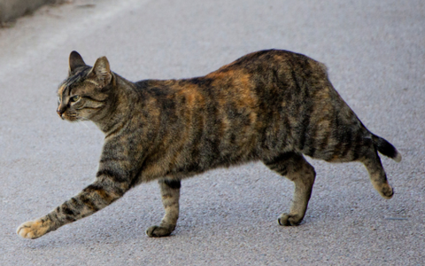 Gatti randagi investiti, l’appello di Amici di Zampa: “Servono convenzioni veterinarie per intervenire subito”