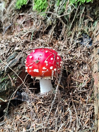 Un esemplare di Amanita Muscaria, non commestibile Un esemplare di Amanita Muscaria, non commestibile