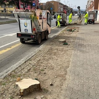 Operai al lavoro dopo il taglio degli alberi di corso Europa