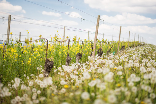 The Green Experience: cresce l'adesione all'iniziativa di Coldiretti Cuneo per la viticoltura sostenibile