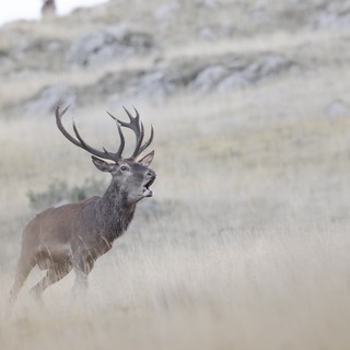 Nel Bosco dell’Alevè per ascoltare il bramito dei cervi: un’escursione tra natura e biodiversità