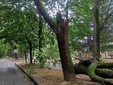 Albero caduto in Viale Angeli a Cuneo (Diego Pollutro da Facebook) Albero caduto in Viale Angeli a Cuneo (Diego Pollutro da Facebook)