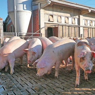 Sono 900mila i capi presenti negli allevamenti di suini della Granda