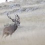 Nel Bosco dell’Alevè per ascoltare il bramito dei cervi: un’escursione tra natura e biodiversità Nel Bosco dell’Alevè per ascoltare il bramito dei cervi: un’escursione tra natura e biodiversità