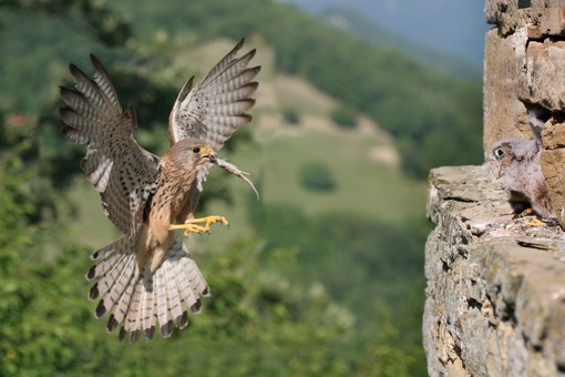 Dronero ospita il BioBlitz: cittadini protagonisti dell’inventario biologico Dronero ospita il BioBlitz: cittadini protagonisti dell’inventario biologico