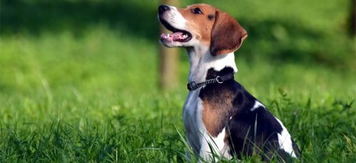Peveragno: corso formativo per Pet-operator: la replica dell'avvocato dell'Associazione “A dog for Therapy”