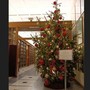 L'albero di Natale donato dalla Walden posto a Montecitorio a Palazzo San Macuto, dalla Biblioteca della Camera dei Deputati, per tutta la durata delle feste L'albero di Natale donato dalla Walden posto a Montecitorio a Palazzo San Macuto, dalla Biblioteca della Camera dei Deputati, per tutta la durata delle feste
