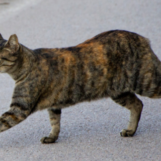 Gatti randagi investiti, l’appello di Amici di Zampa: “Servono convenzioni veterinarie per intervenire subito” Gatti randagi investiti, l’appello di Amici di Zampa: “Servono convenzioni veterinarie per intervenire subito”