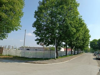 L'alberata di via Trento L'alberata di via Trento