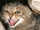 Un esemplare di gatto selvatico (foto Luca Lapini)