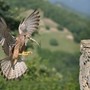 Dronero ospita il BioBlitz: cittadini protagonisti dell’inventario biologico Dronero ospita il BioBlitz: cittadini protagonisti dell’inventario biologico